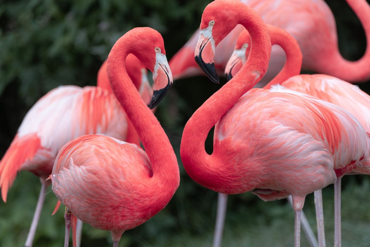 do flamingos poop pink
