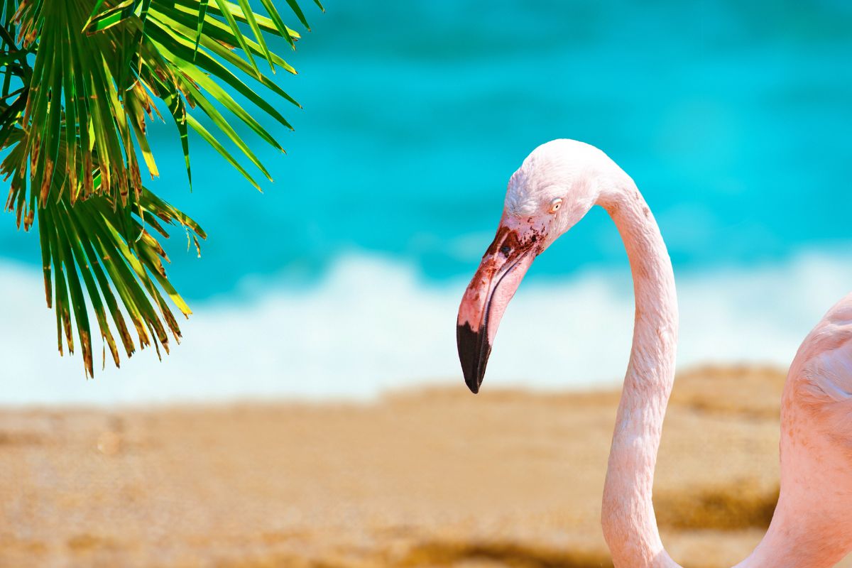 do flamingos live in florida