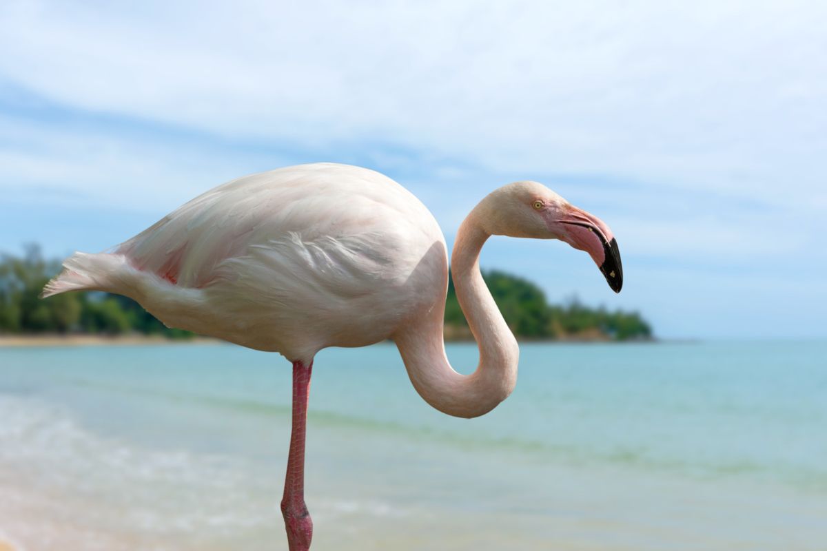 Are There Flamingos on the Galapagos Islands