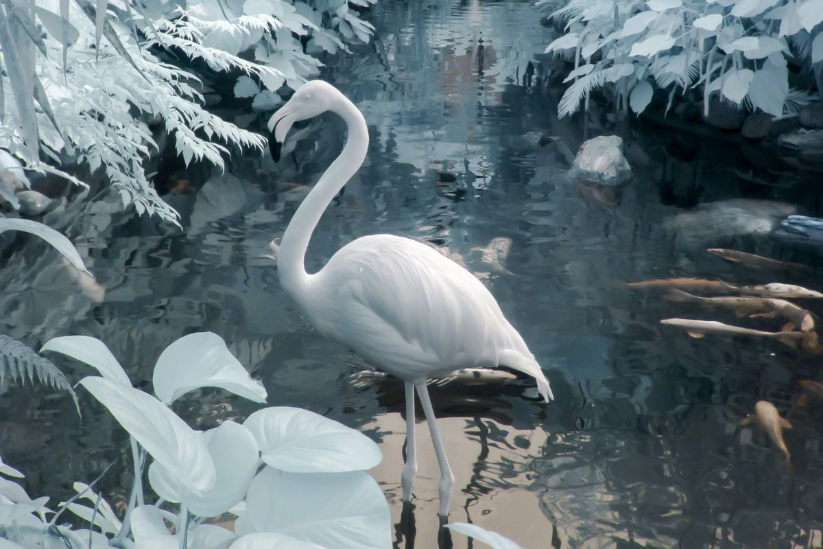 Can Flamingos Live in Cold Weather