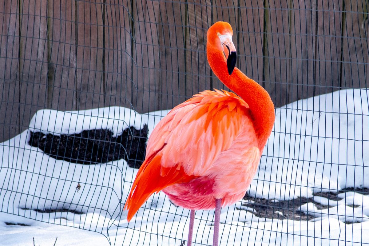 flamingo snow
