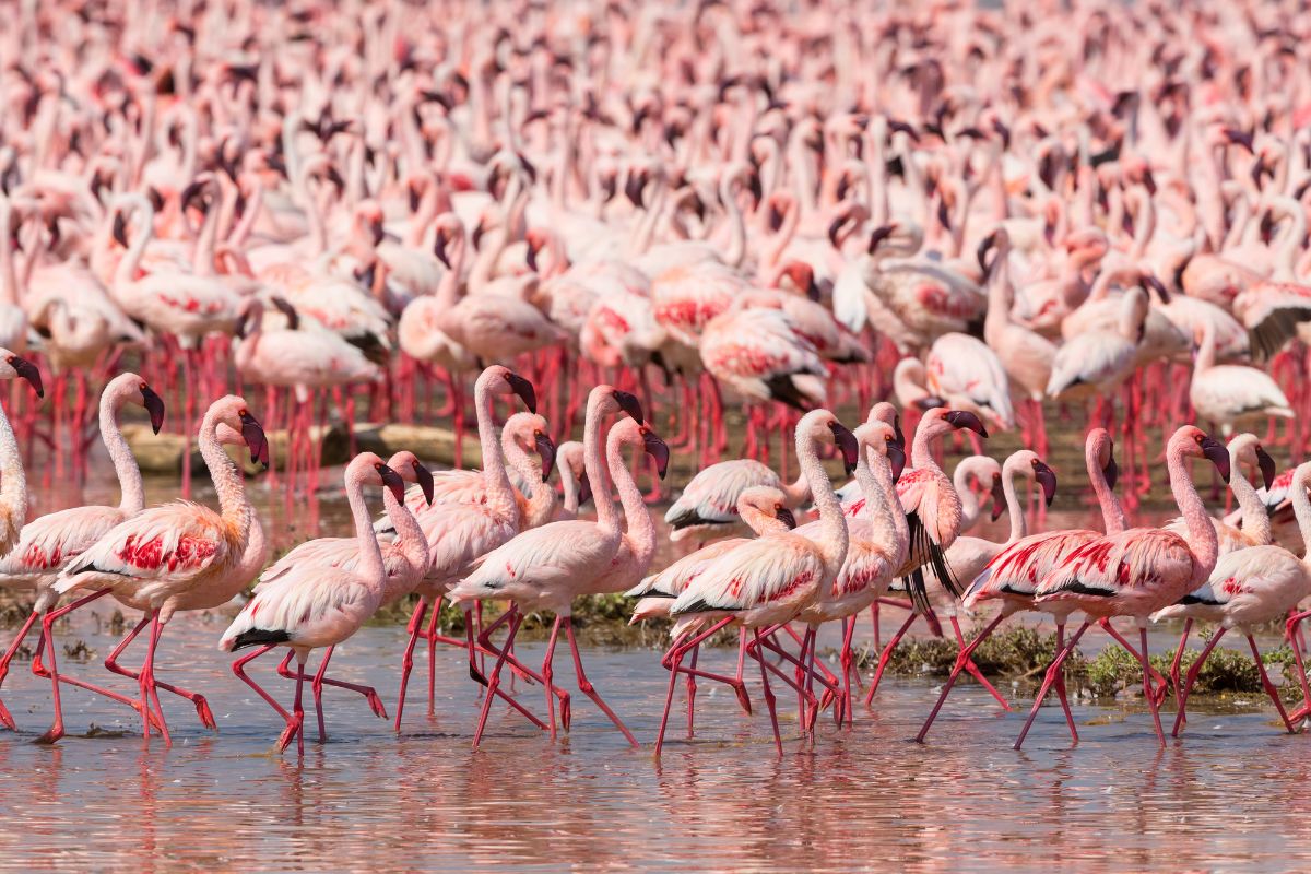 flamingo population