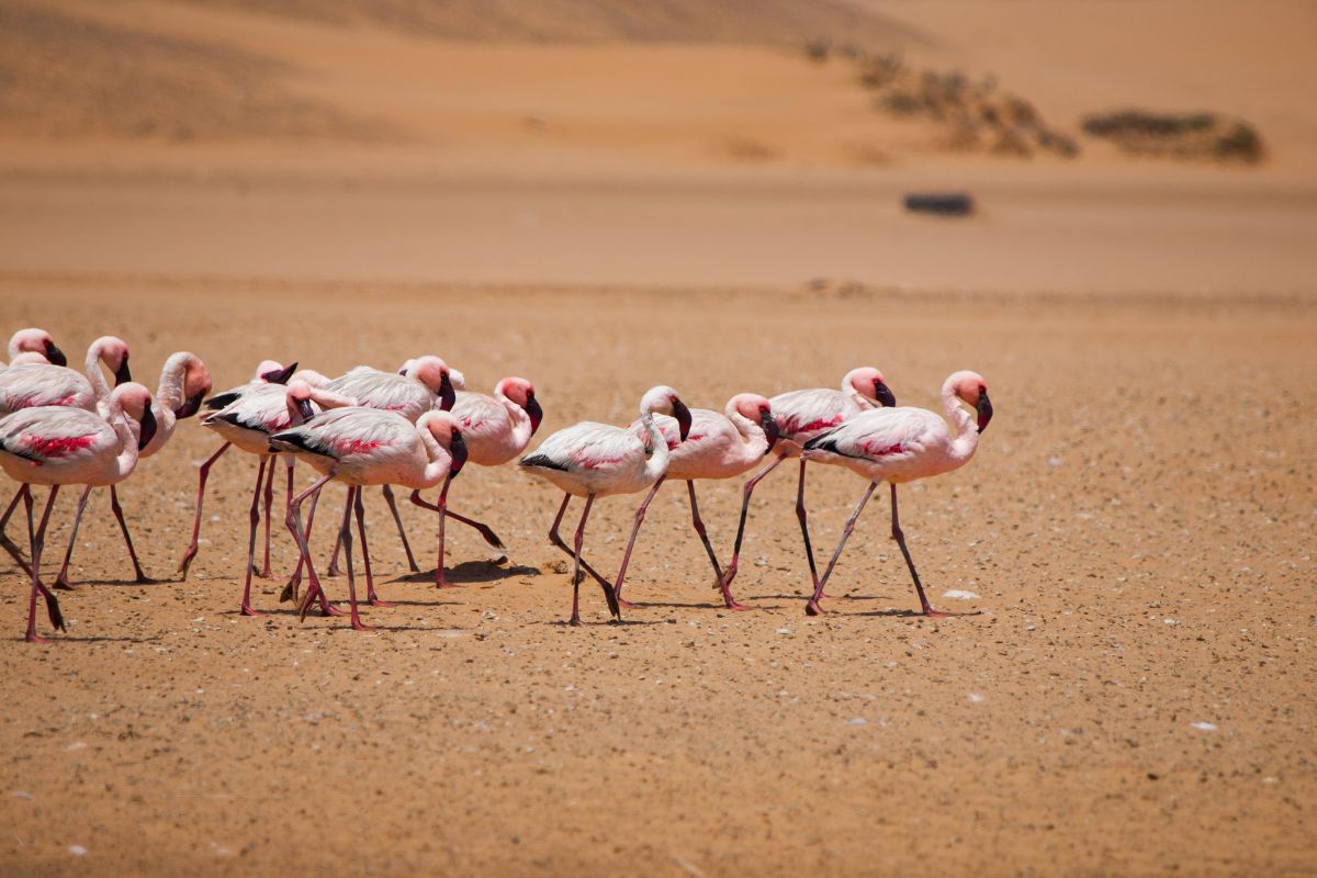 Lesser flamingos in the Namib Desert