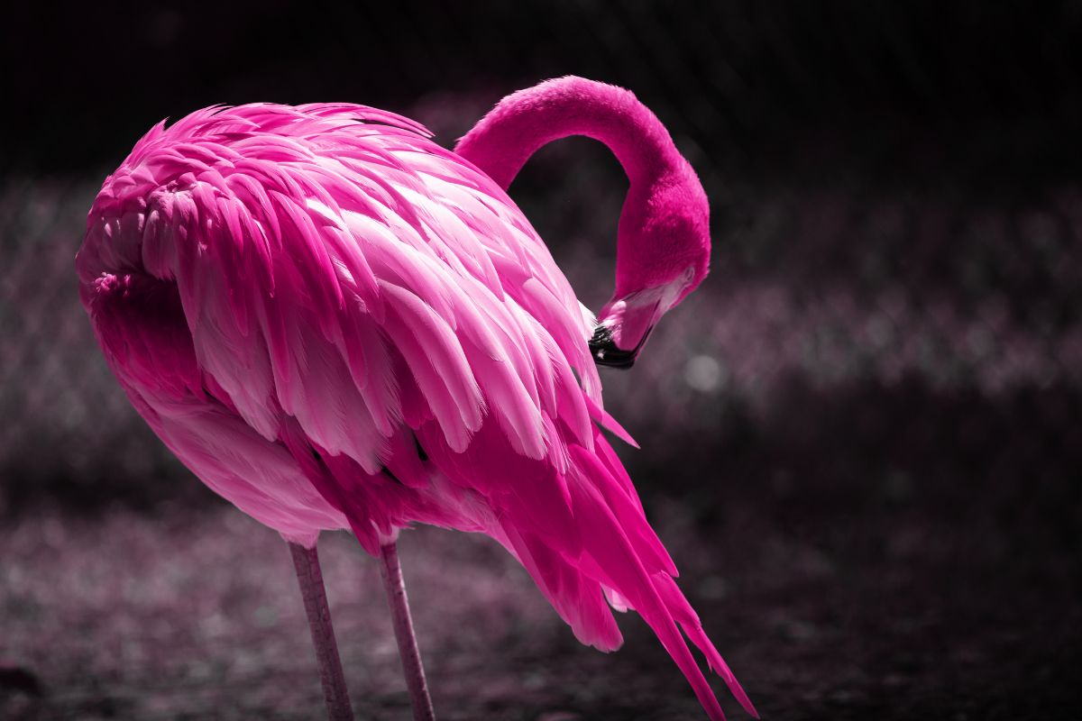 pink flamingo