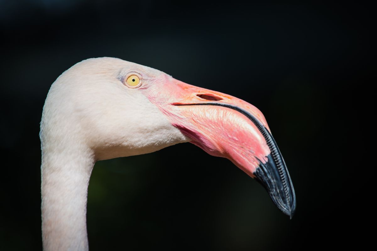 Why Are Flamingo Beaks Bent?