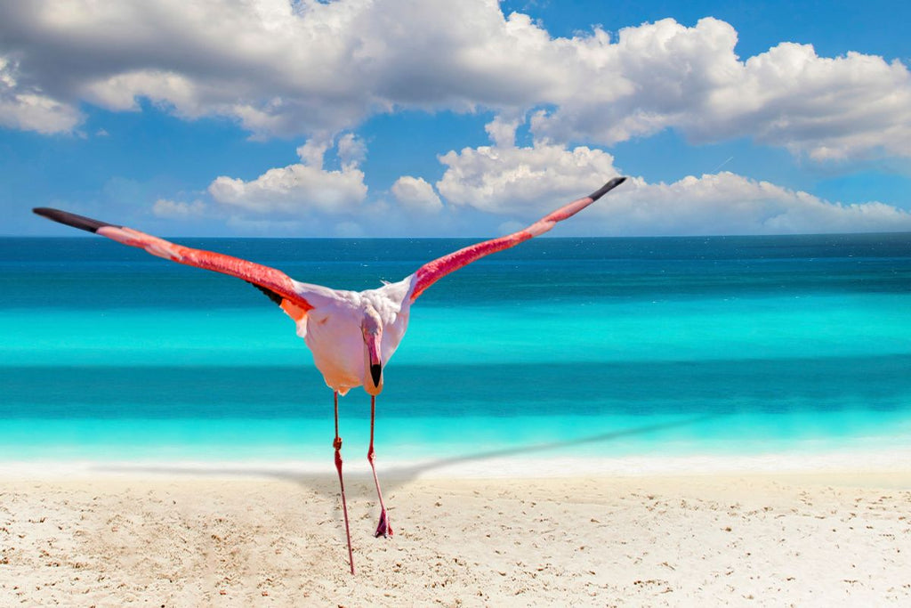 flamingo in the Bahamas