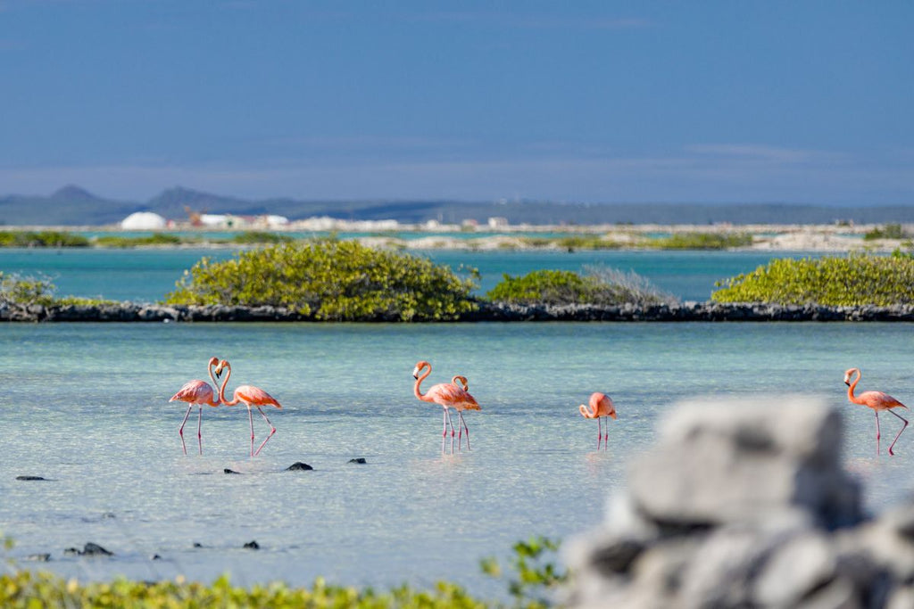 morton salt flamingos