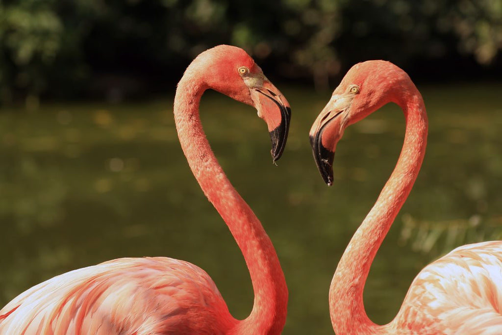 flamingo love