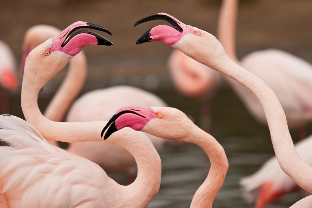 flamingo fight