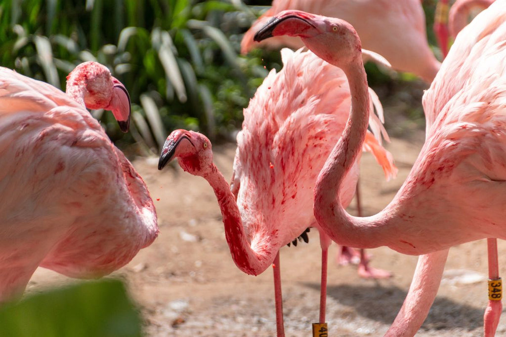 What Color Is Flamingo Blood?