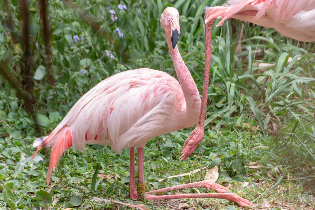 Do Flamingos Sit Down?