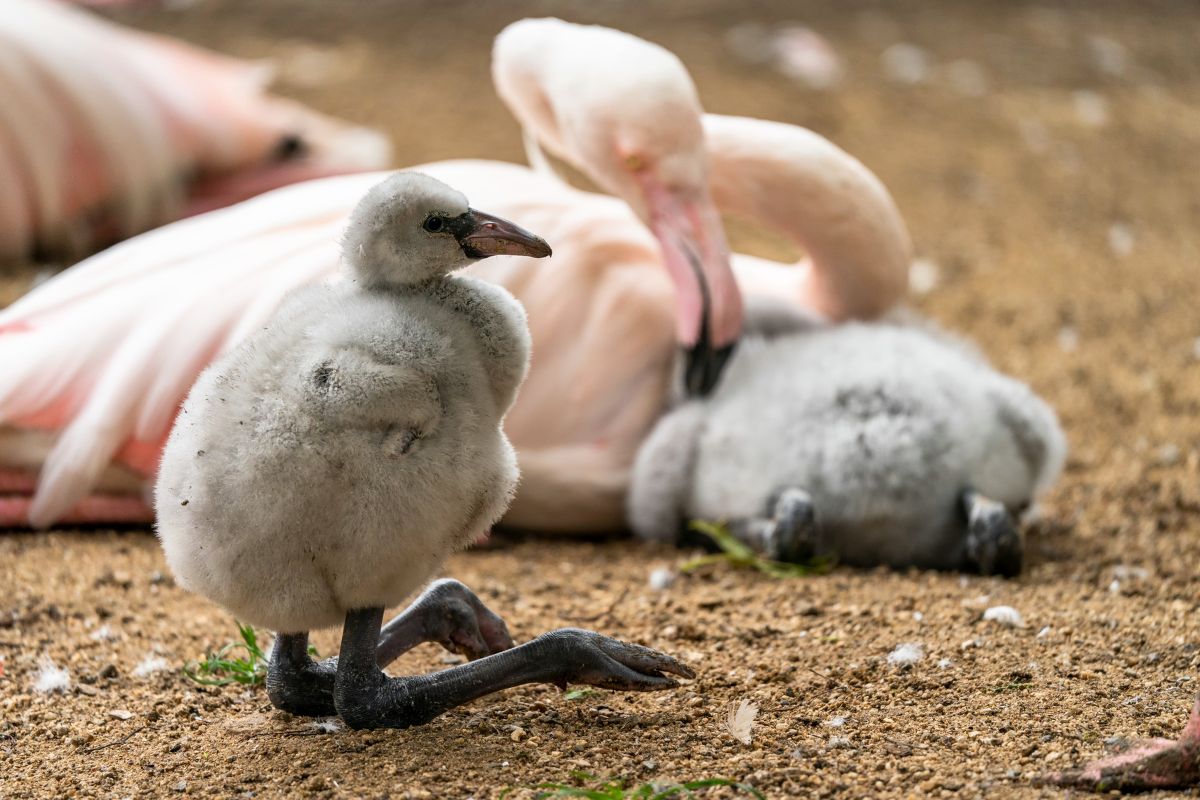 Baby Flamingo Sitting