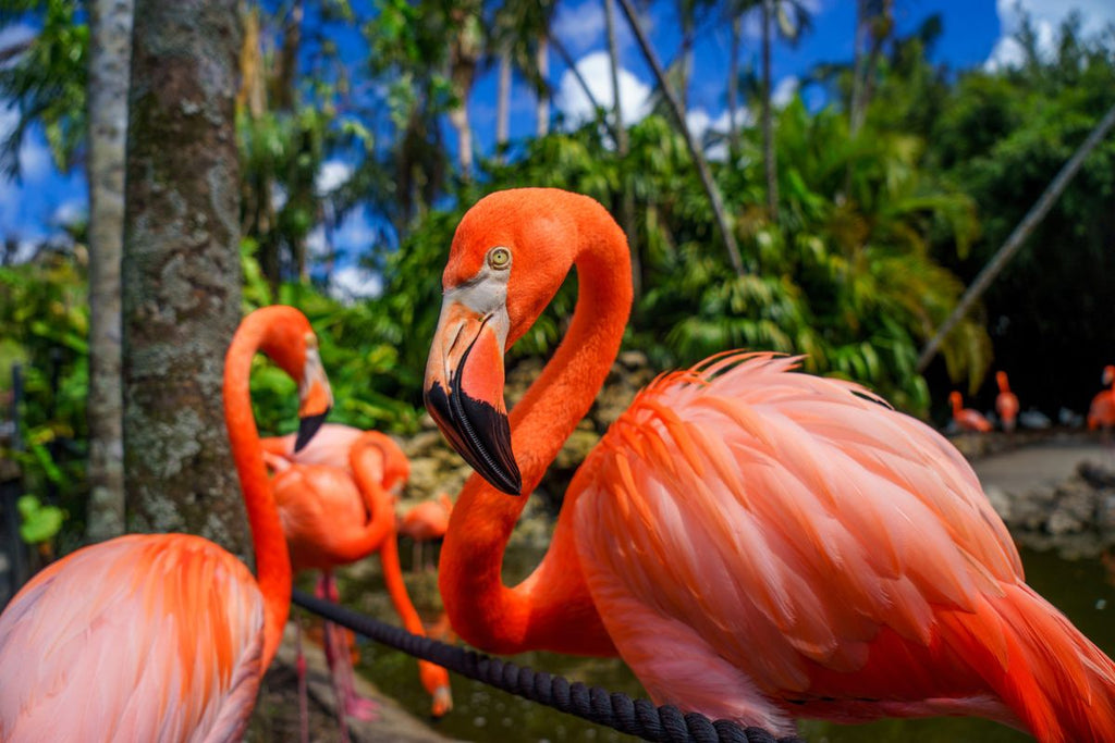 International Flamingo Day