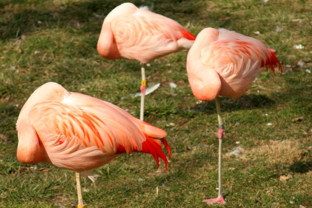 How Do Flamingos Sleep?