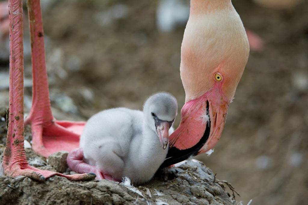 How Many Chicks Does a Flamingo Have Per Year?