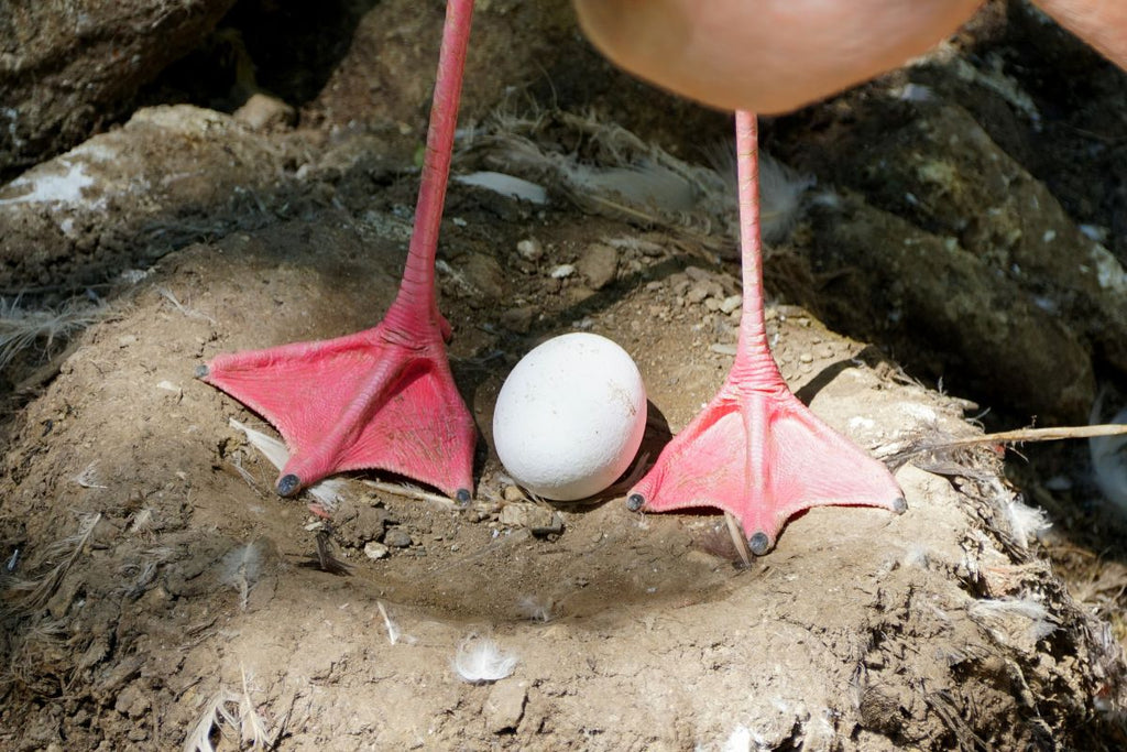 Flamingo Egg