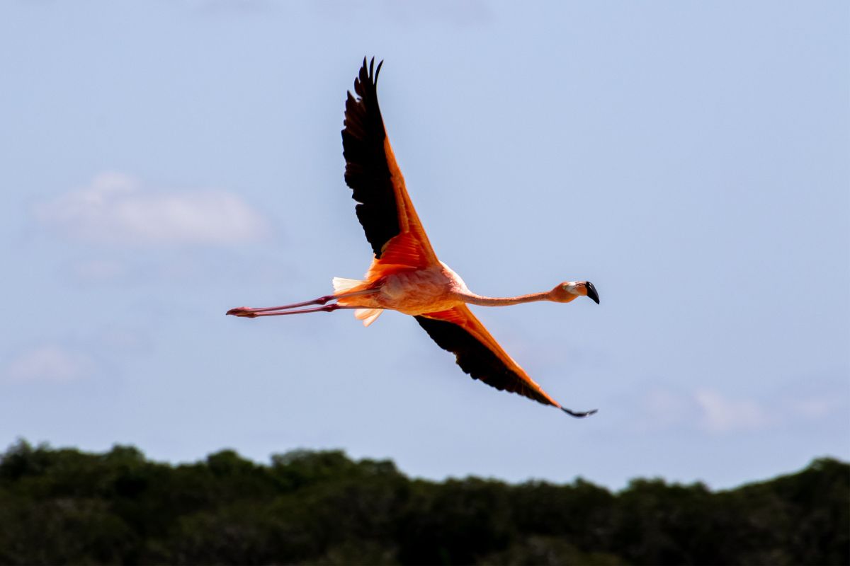 flamingo sightings in America