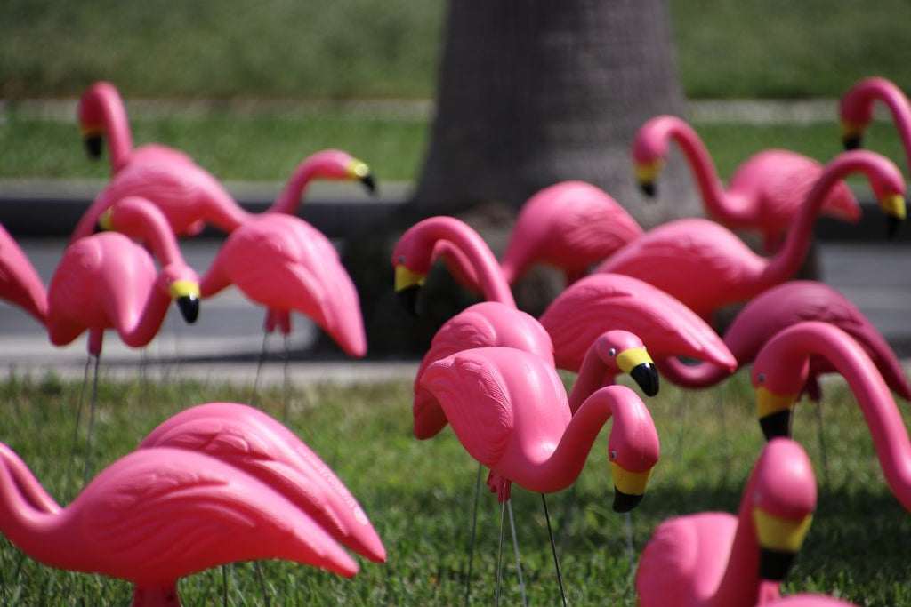 flamingo friday