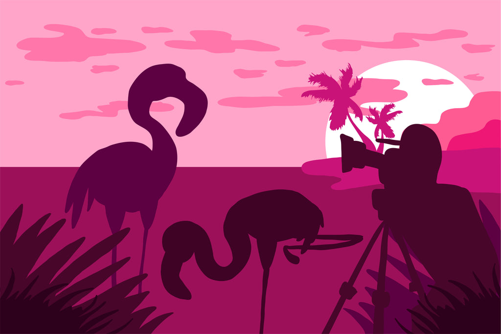 Best Flamingo Videos