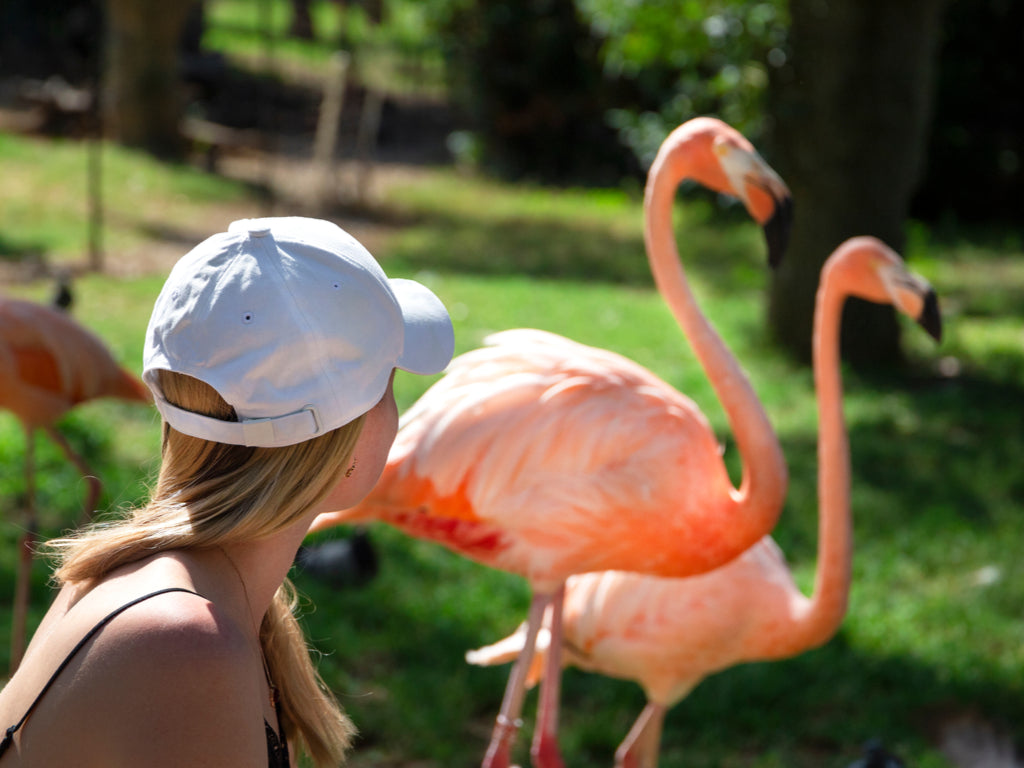 Where Can You Find Flamingos in the United States