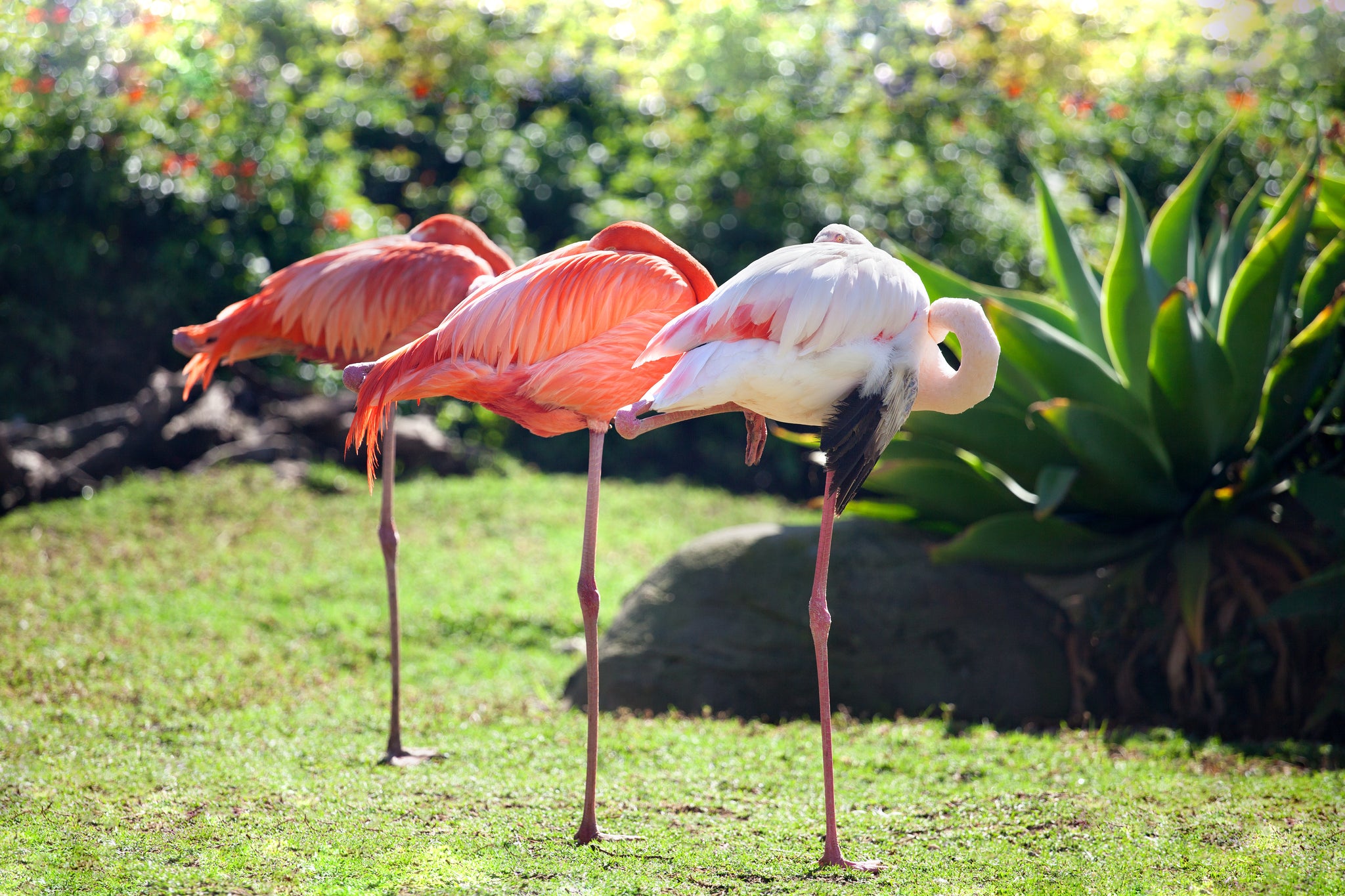 three flamingos standing on one leg