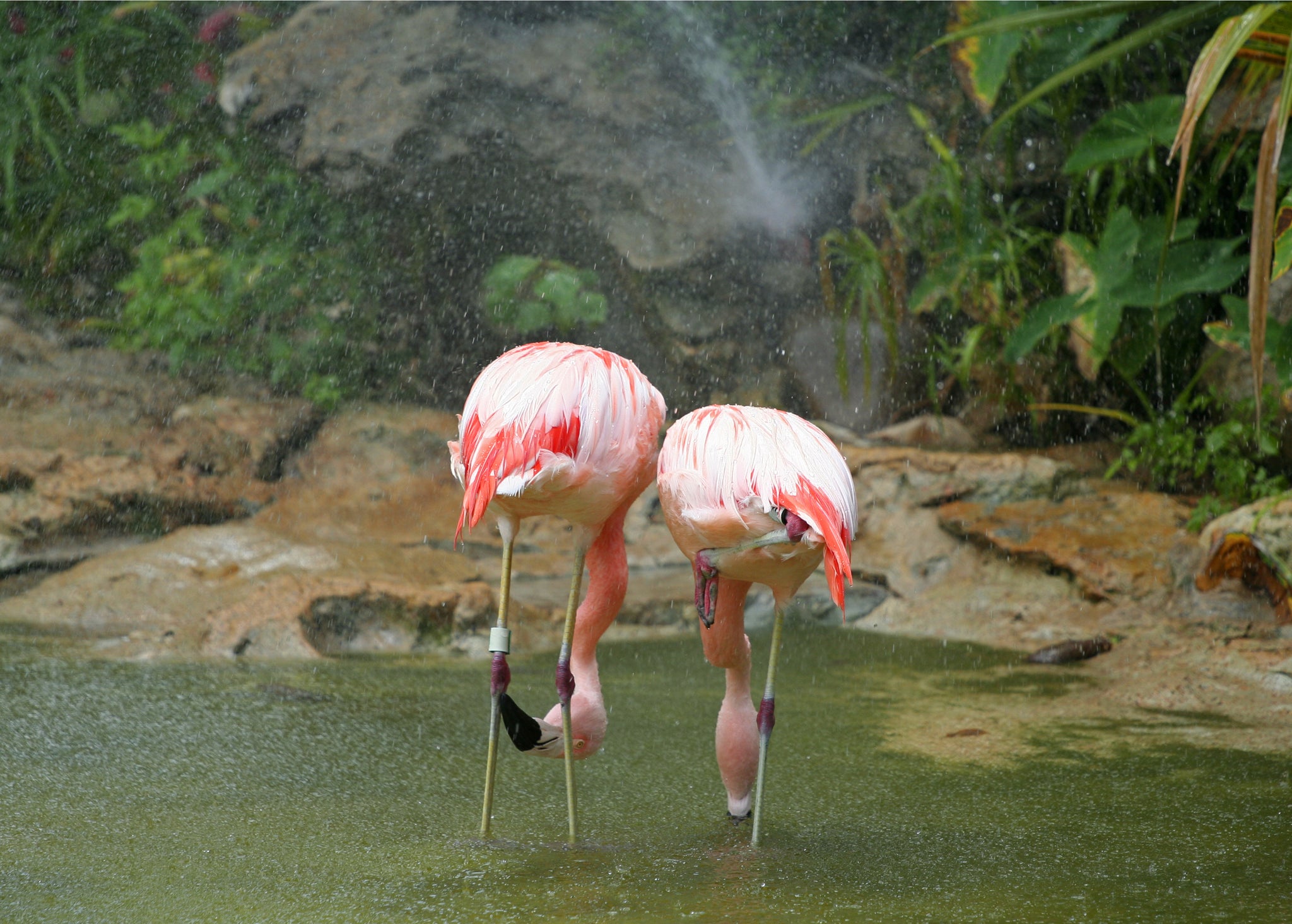 flamingos mating in rain