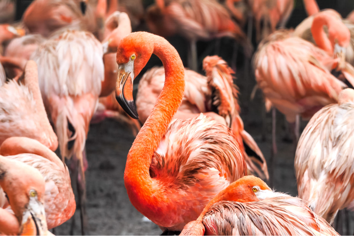 Why Do Flamingos Stink?