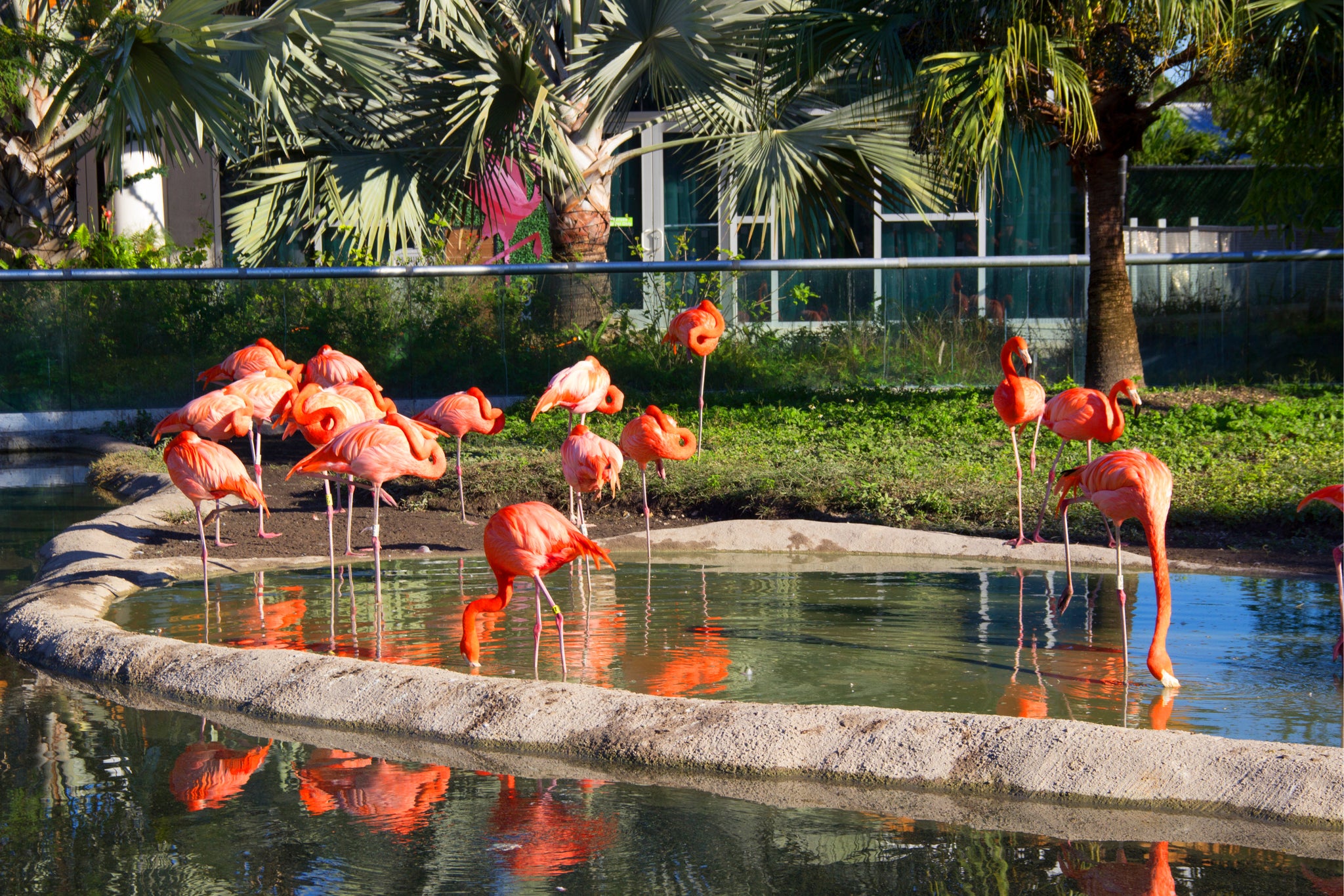 zoo miami flamingos