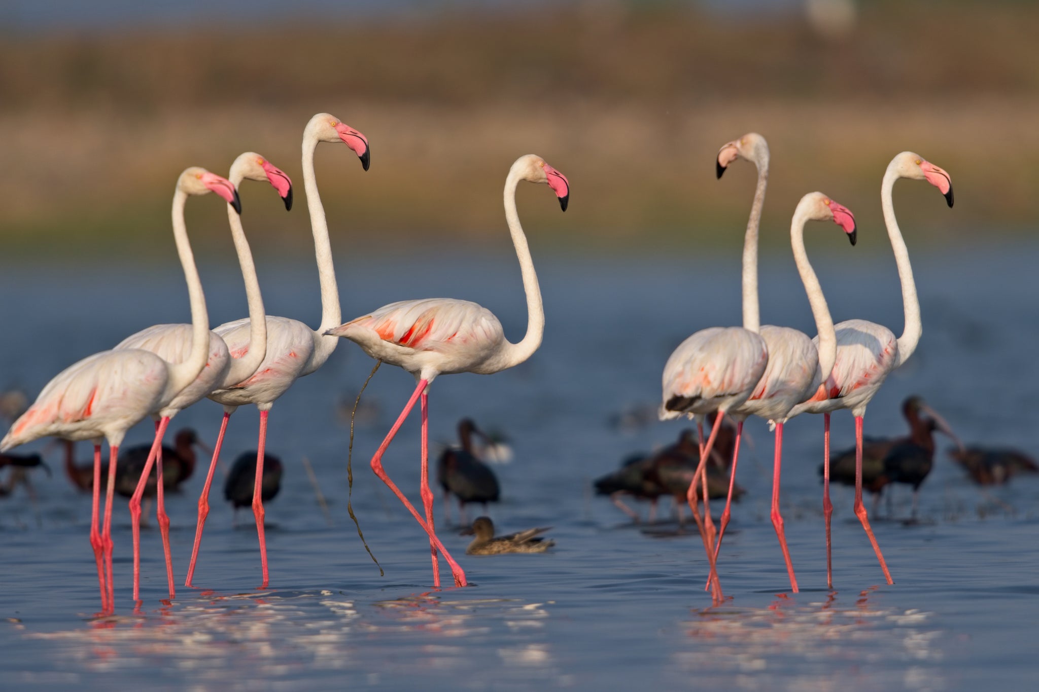 Greater Flamingos (Phoenicopterus roseus) 