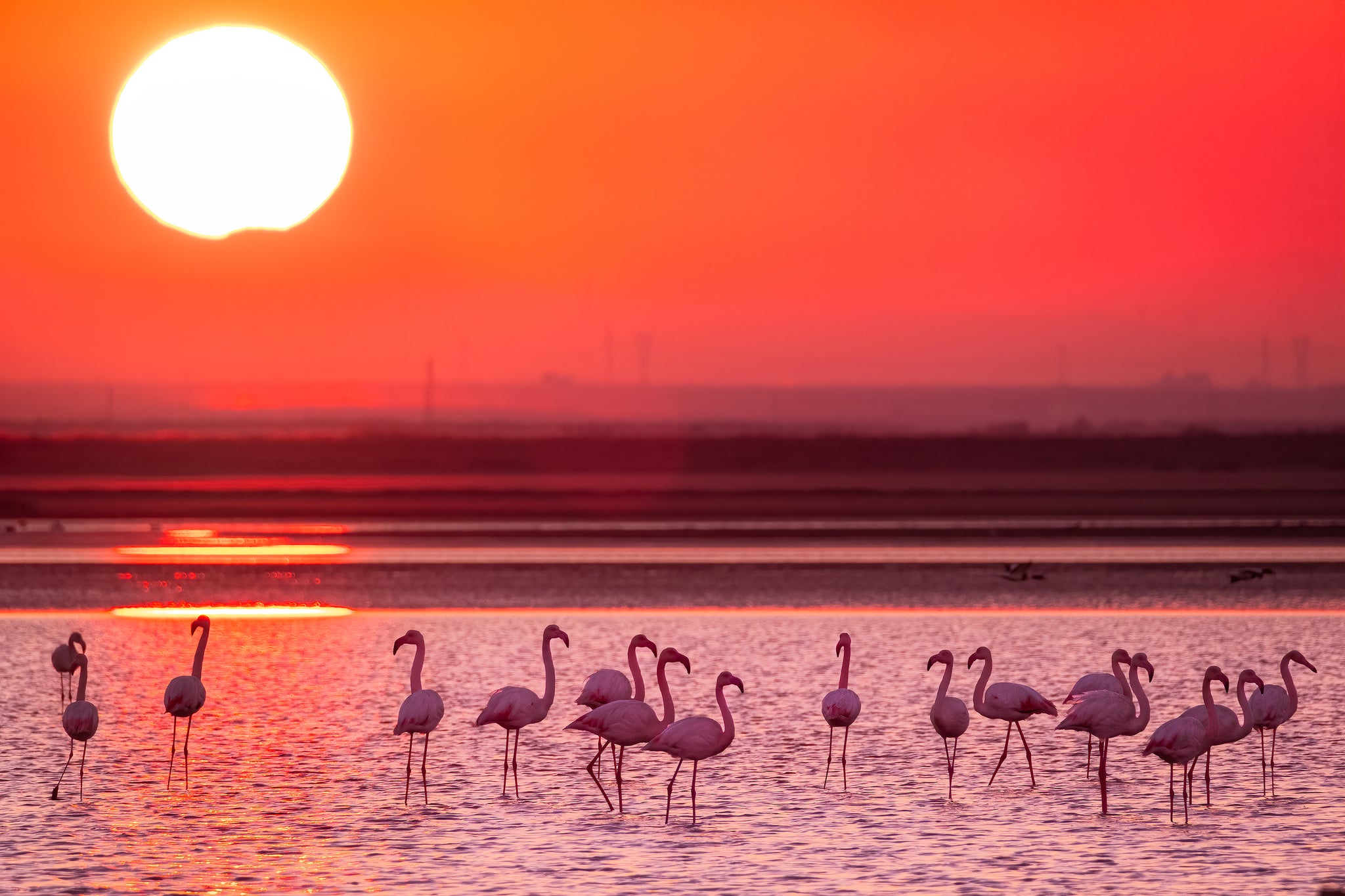 How Climate Change Affects Flamingos