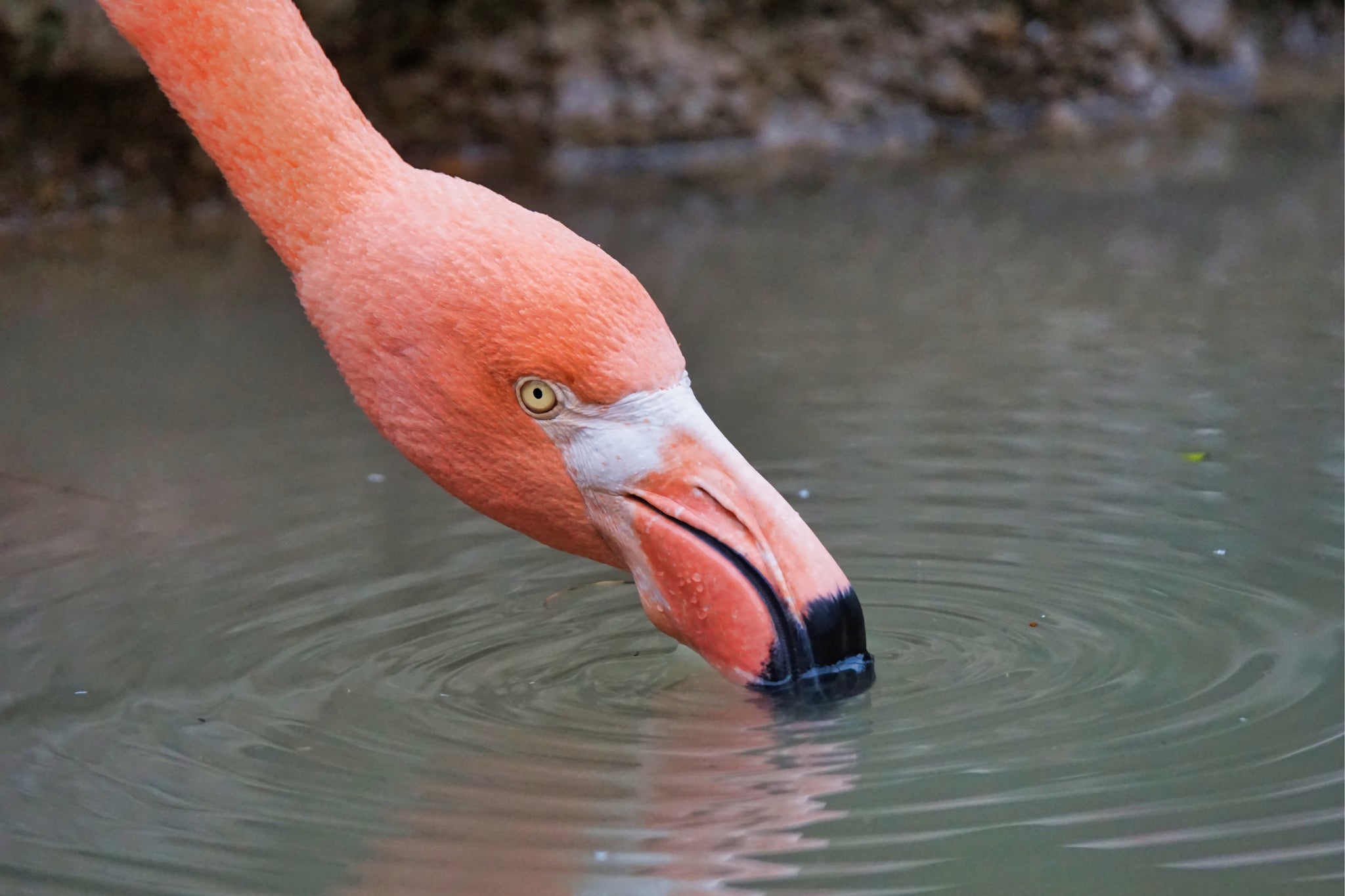 flamingo water 