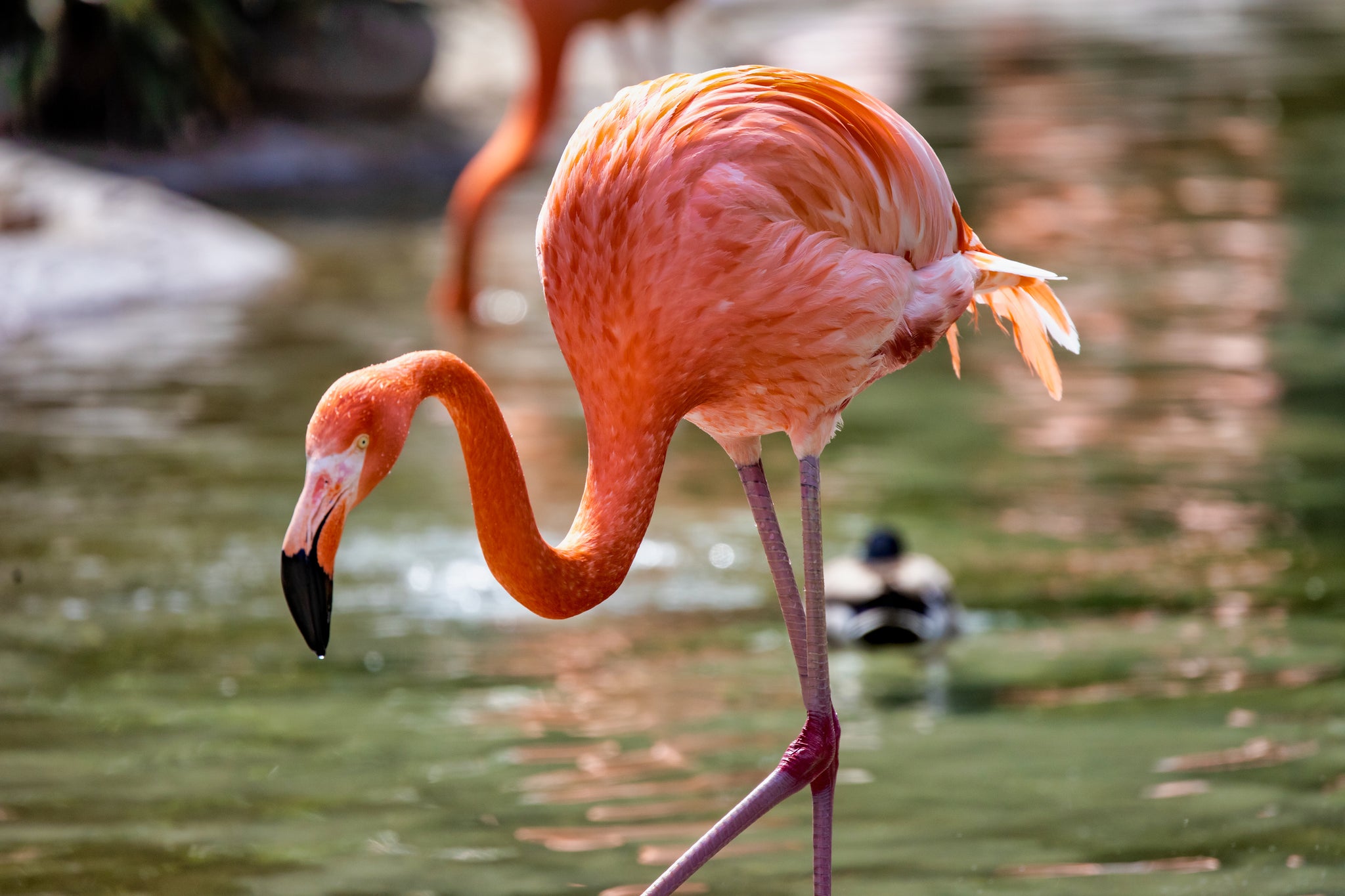 American "Caribbean" Flamingo (Phoenicopterus ruber)