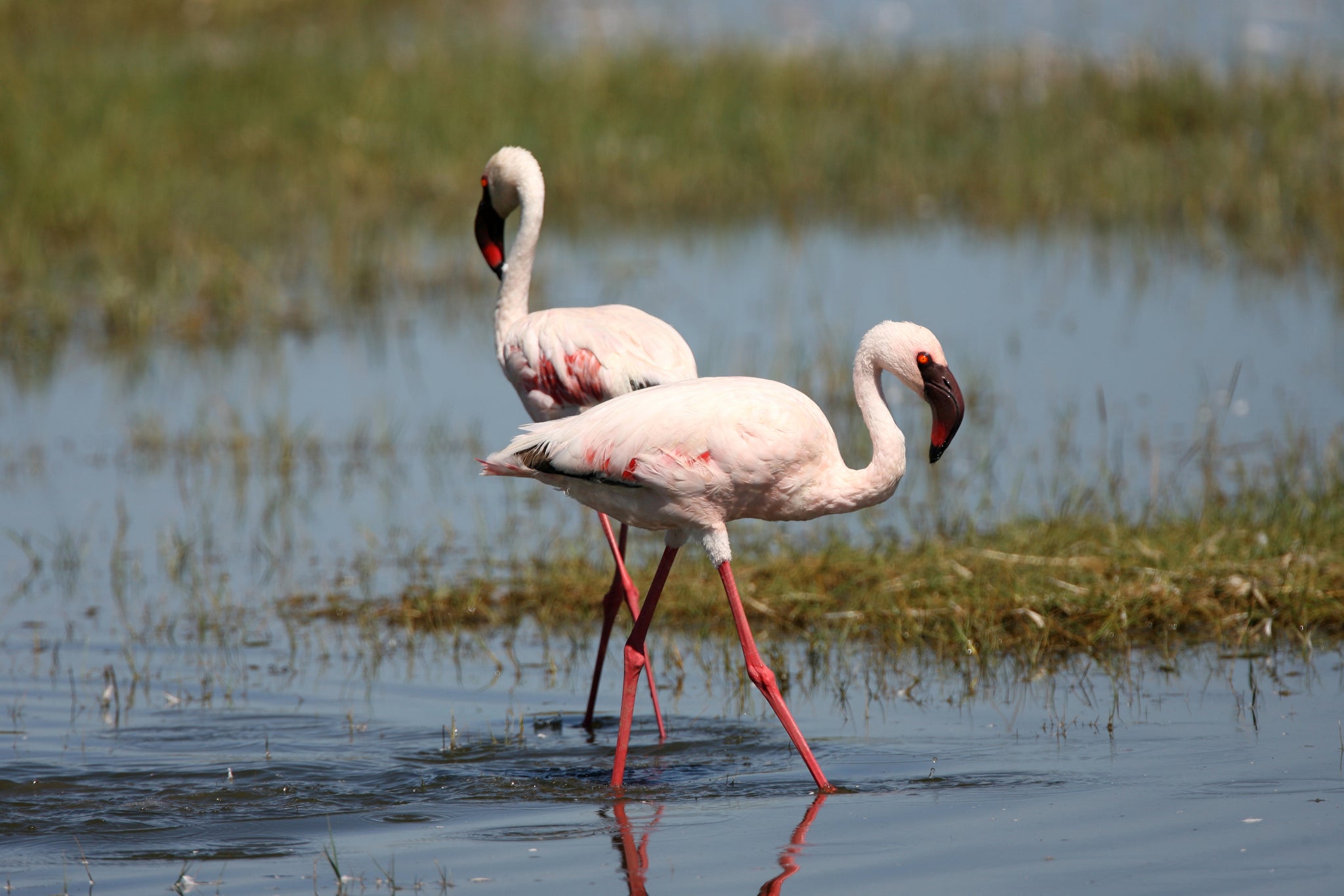 Lesser Flamingos (Phoeniconaias minor) 