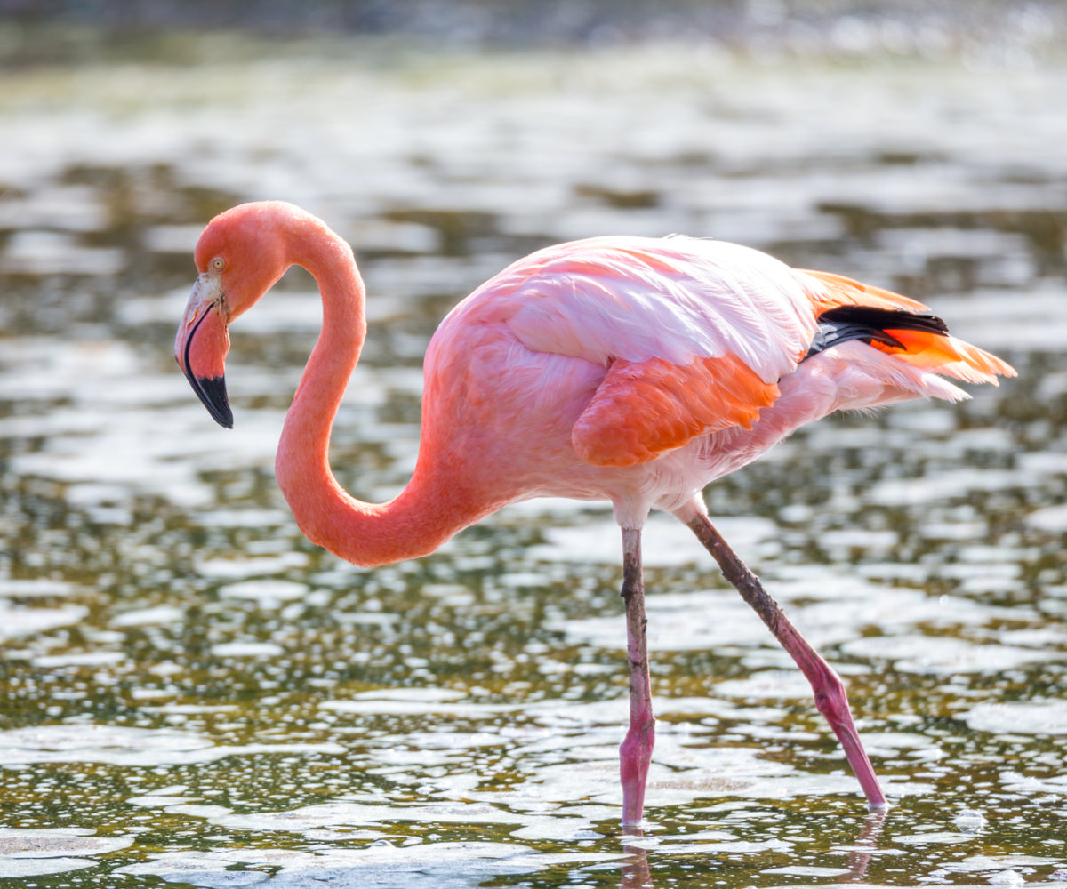 American flamingo Galapagos islands