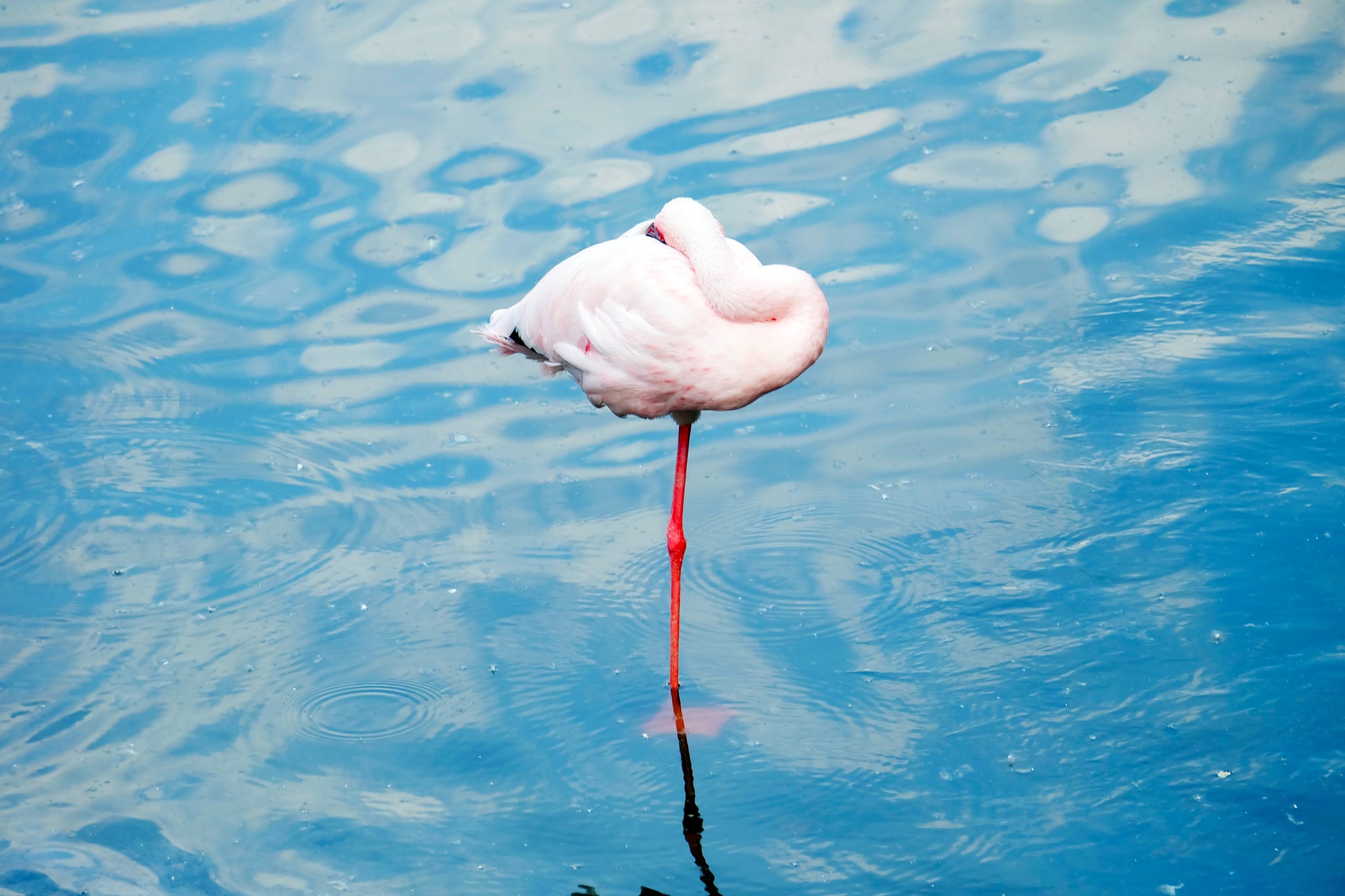 flamingo balance