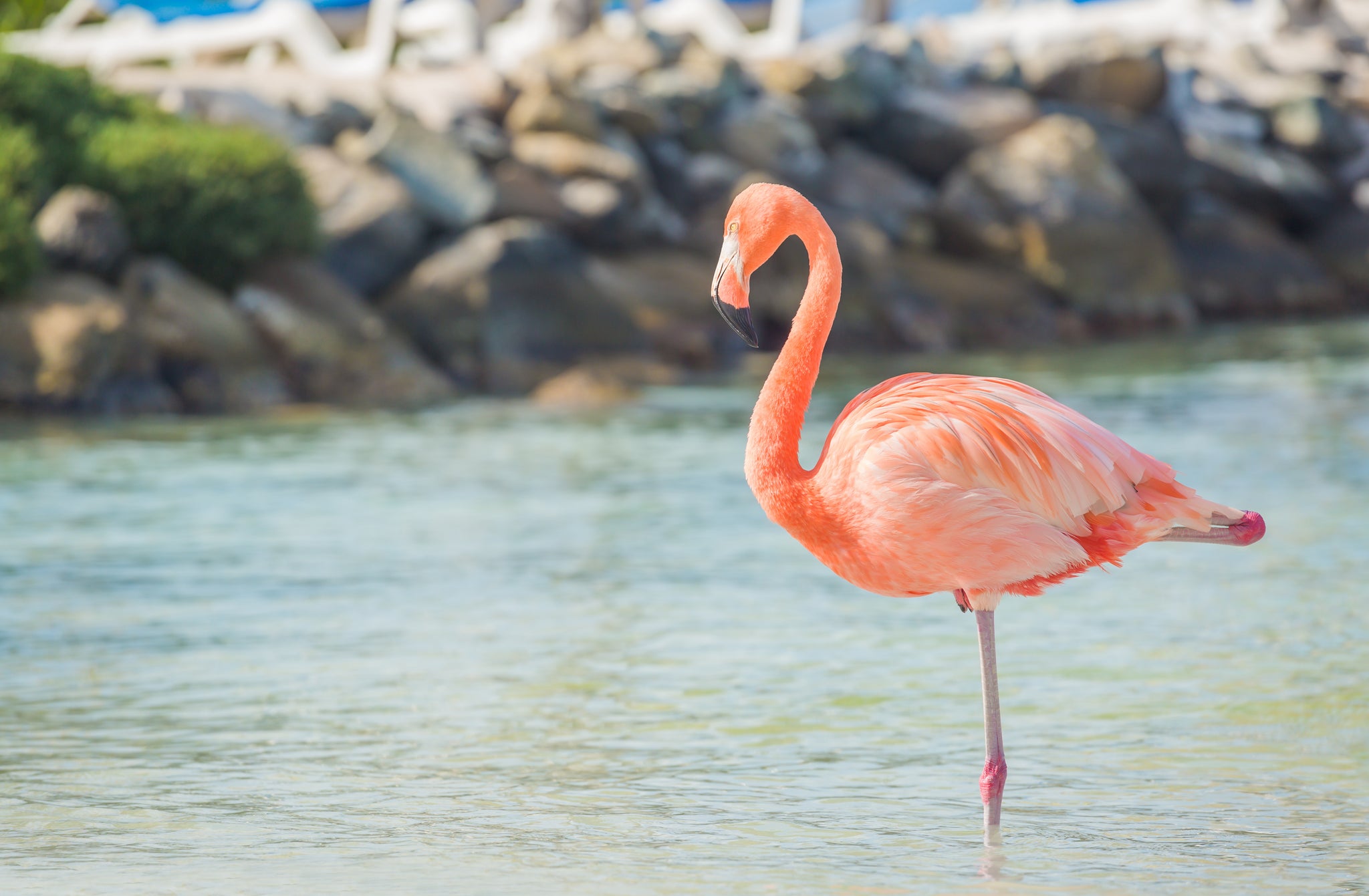 flamingo balancing on one leg aruba