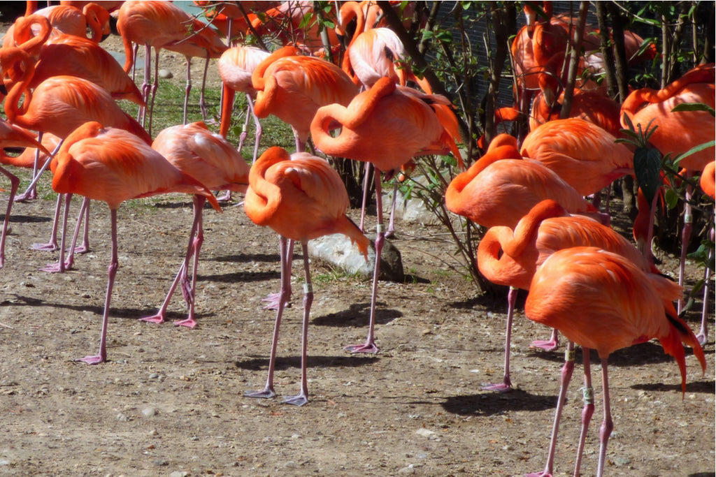 american flamingos