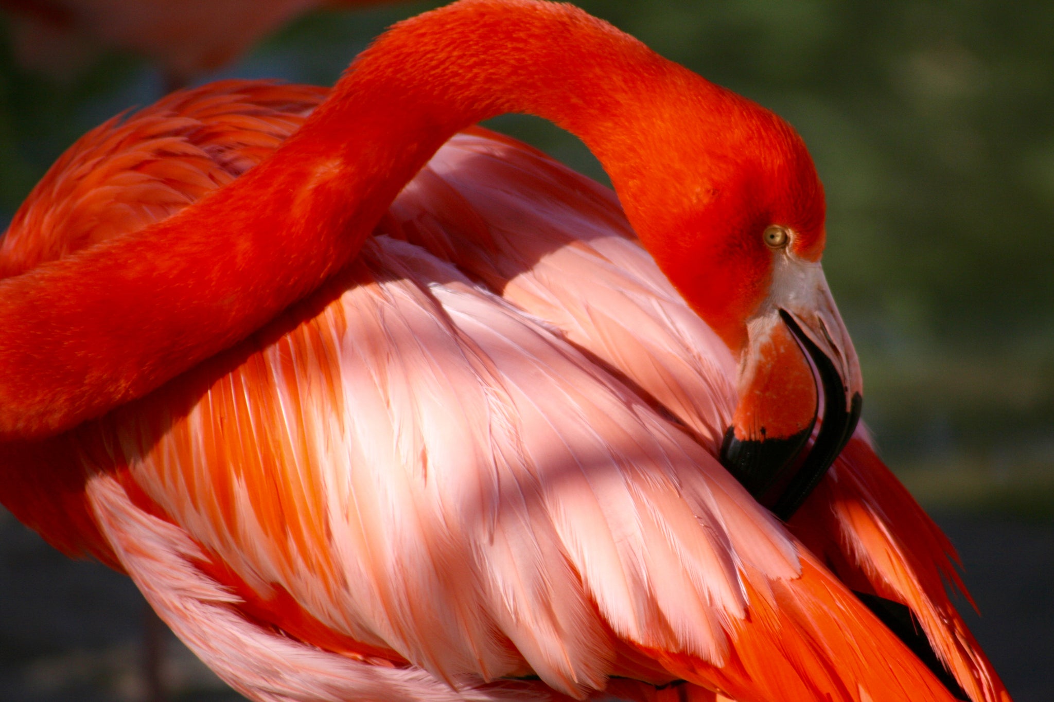 betty the flamingo