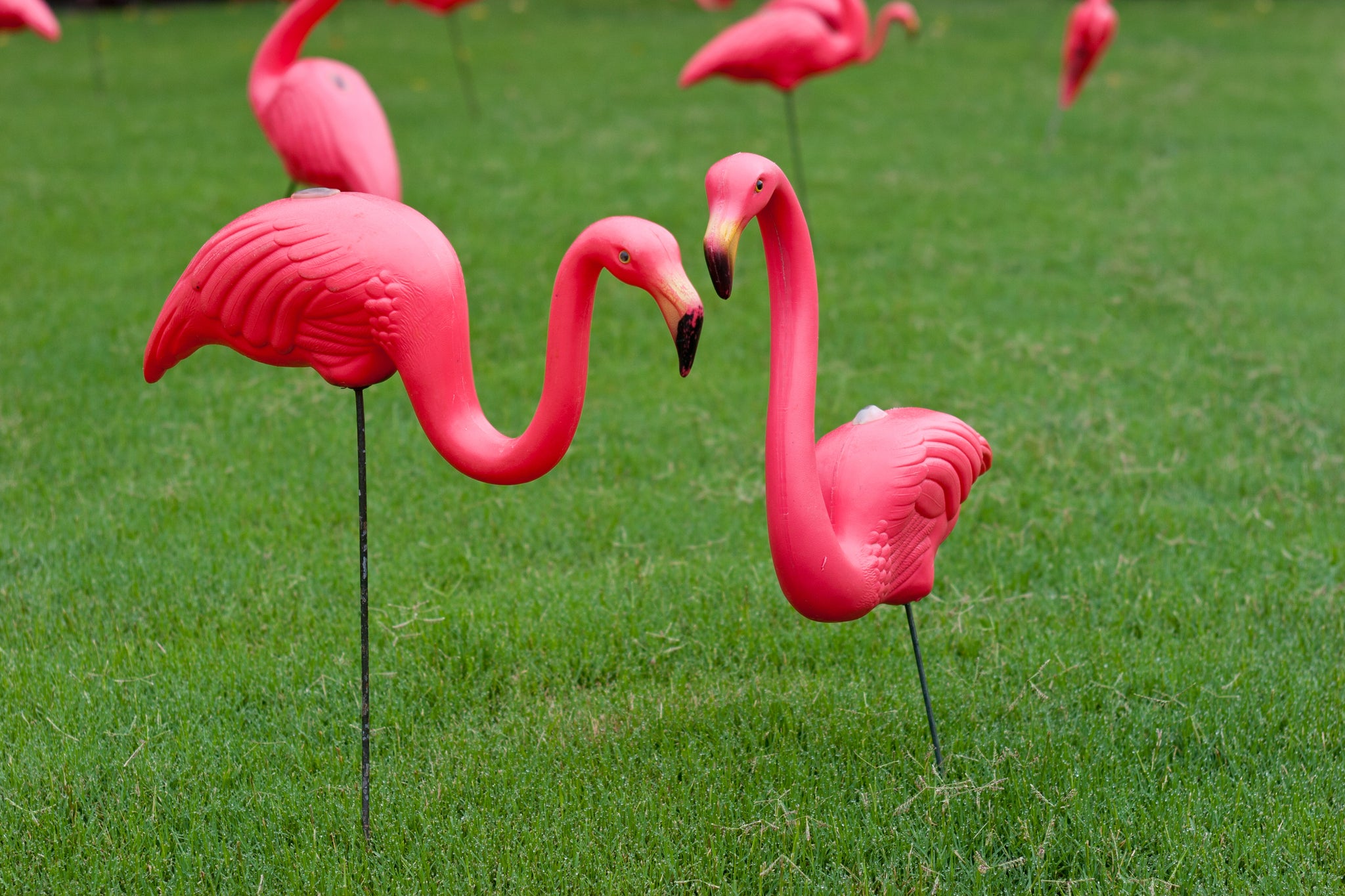 lawn flamingos