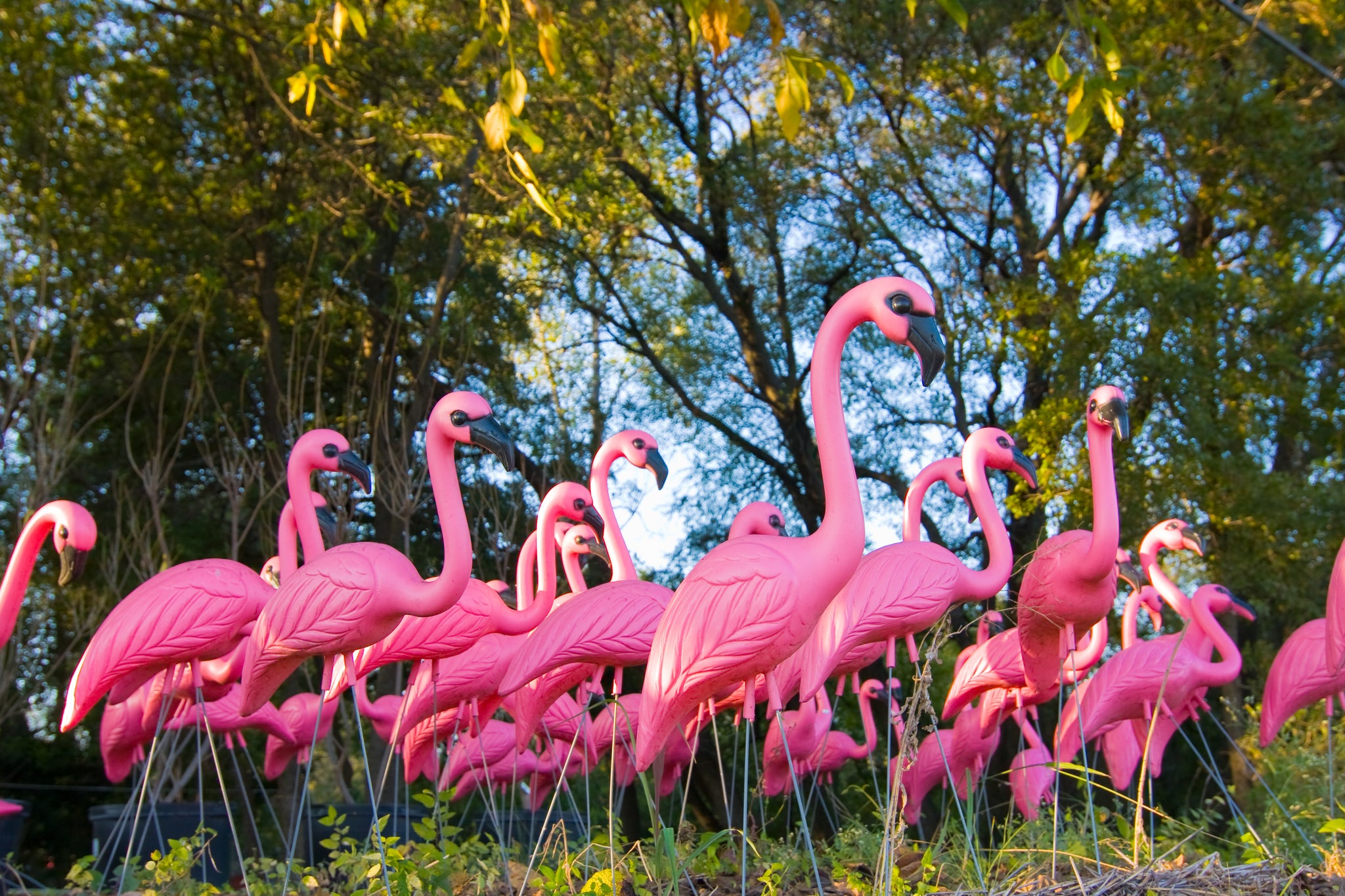 flocked lawn