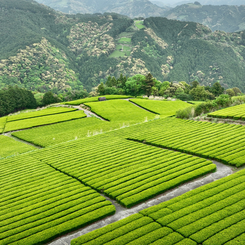 paysage thé japon anatae