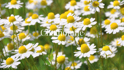 chamomile