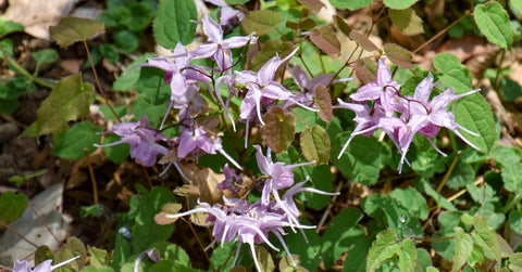 Horny Goat Weed