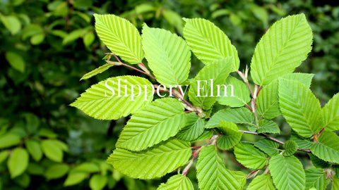 slippery elm