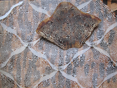 salt pattern tortoise shell yardsail.net