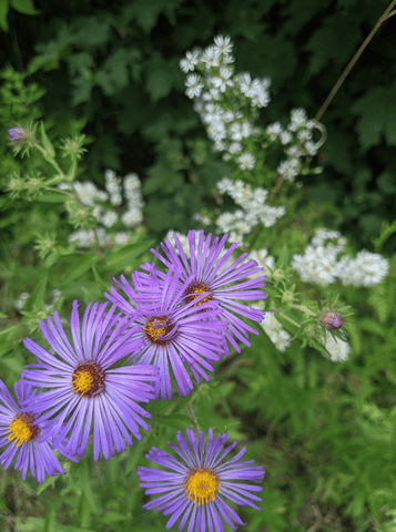 New england asters and calico asters