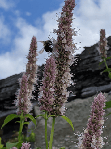 bumble bee on purple giant hyssop,  Agastache scrophulariifolia