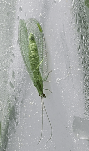 Green lacewing on the greenhouse