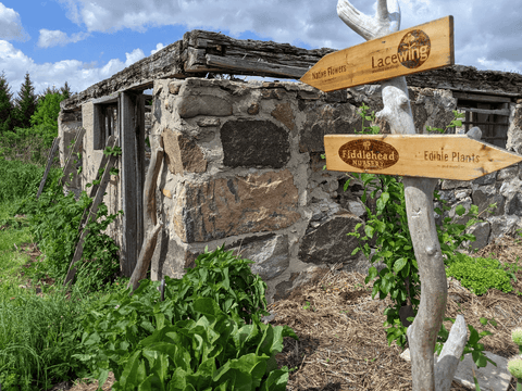 Lacewing plants at Fiddlehead nursery in early spring