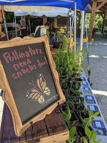 Lacewing plants at Flying Chestnut Kitchen market